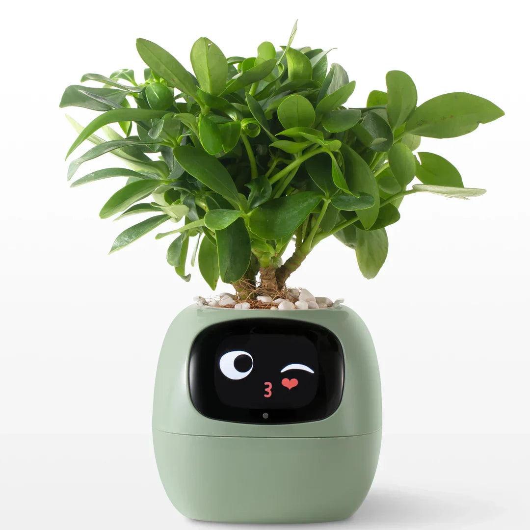 IVI Smart Planter